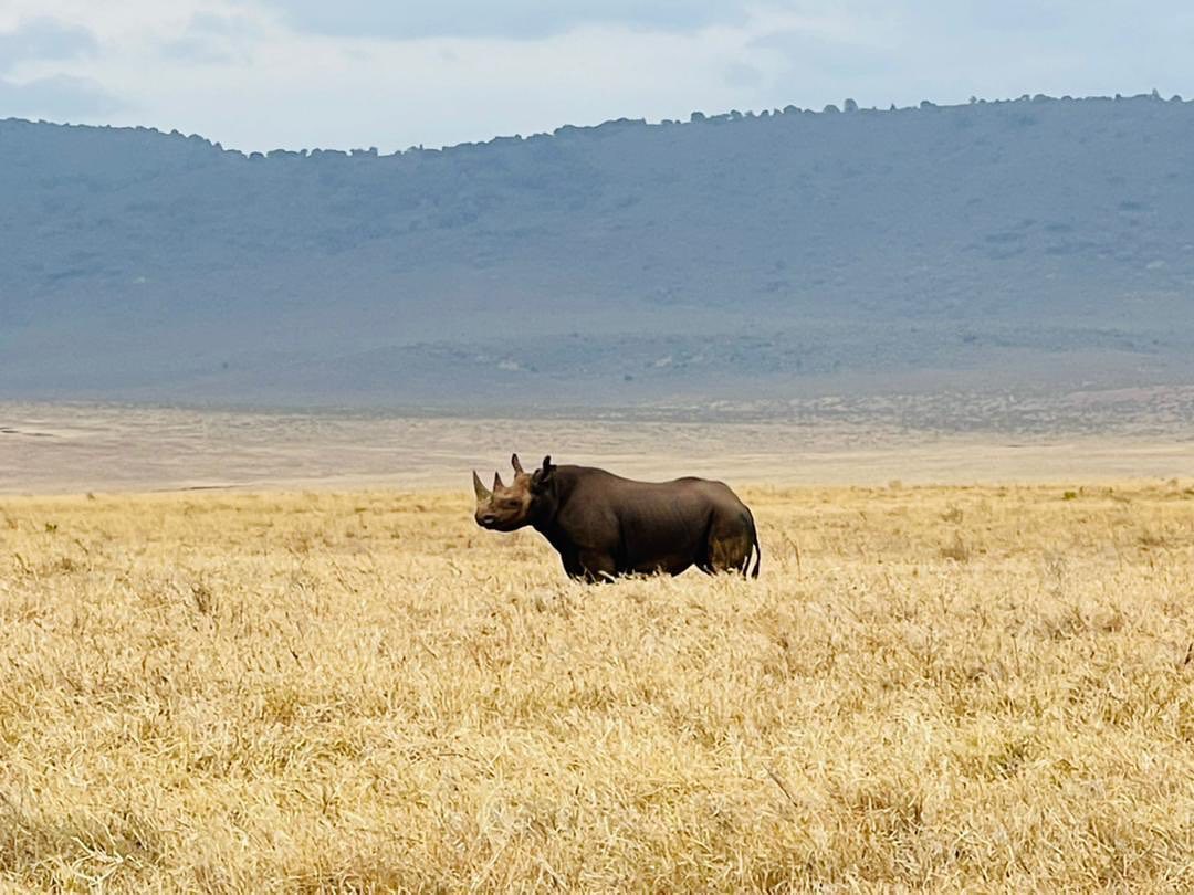 Happy International Rhino Day #rhino #internationalrhinoday #rhinoceros #rhinoconservation