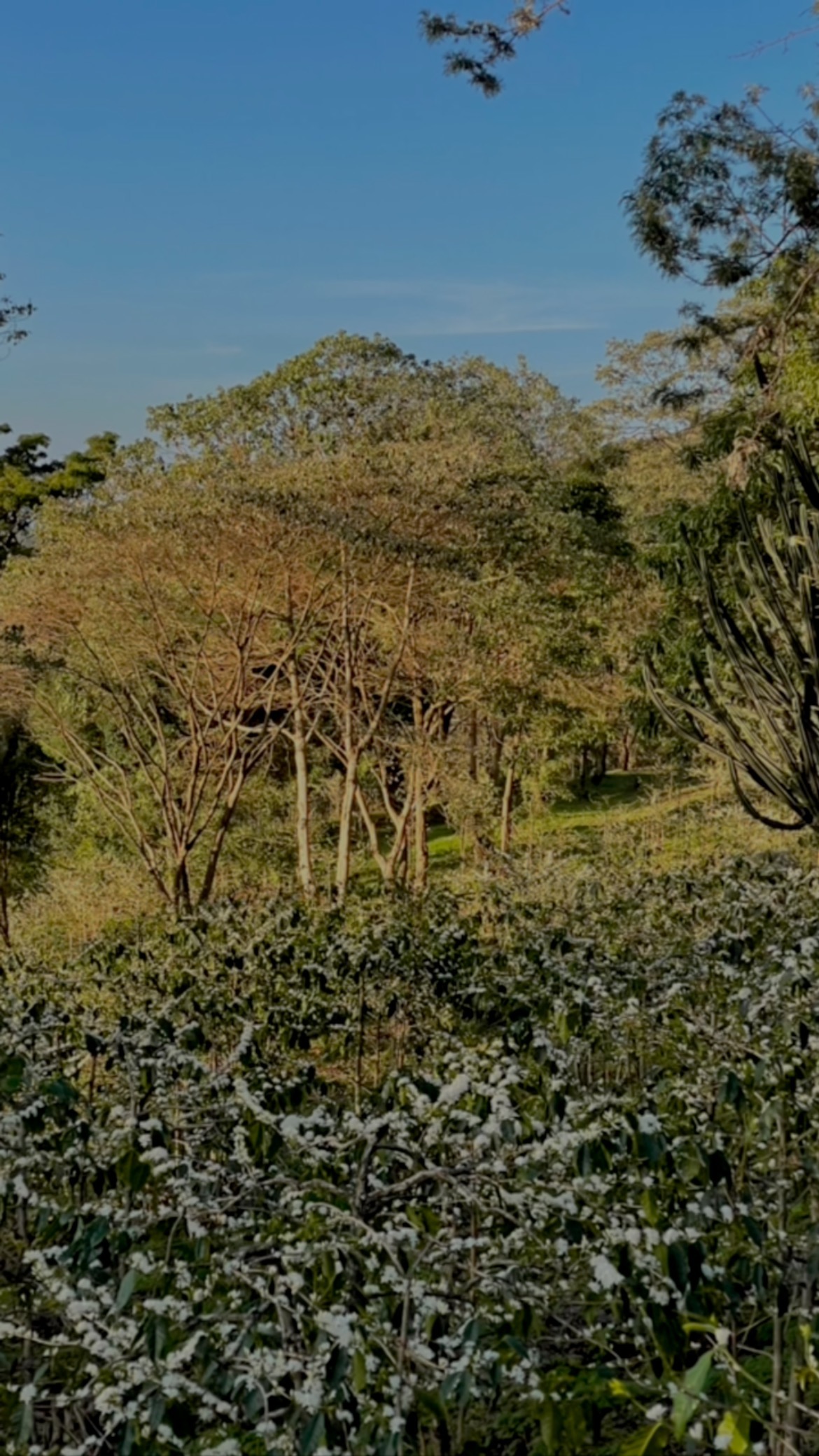 Home Page - Gibb's Farm | A Sanctuary for the Senses