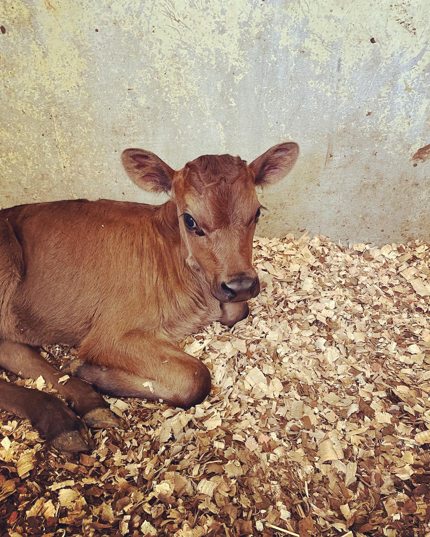 The most beautiful new baby. Gorgeous big brown eyes with long lashes. We have named her Bambi. #babyanimals #calf #babyfarmanimals #baby #newlife #farm #farmlife #cow #cows