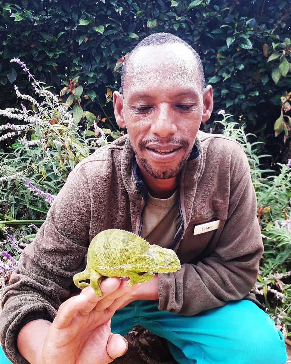 Animal rescue! Our Head of Grounds Lazaro, found this fabulous chameleon whilst establishing a new garden bed. The chameleon was gently moved out of harms way but not before posing for this great picture! #animalrescue #reptile #reptiles #chameleon #wild #wildlife #free #freedom #gardening #gardens