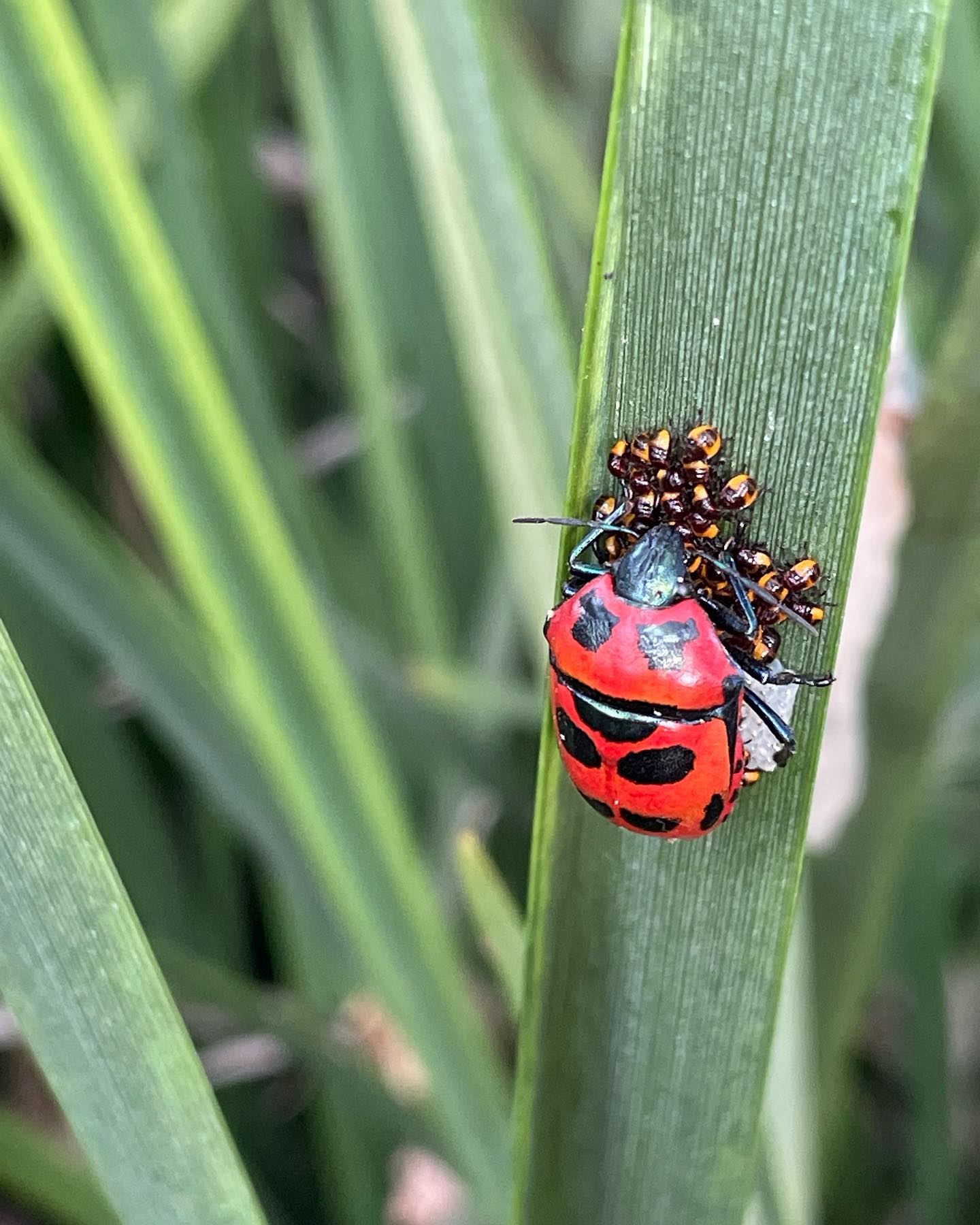 Gorgeous mother protecting all her babies! #beetle #ladybird #bugs #bug #insect #entomology #mother