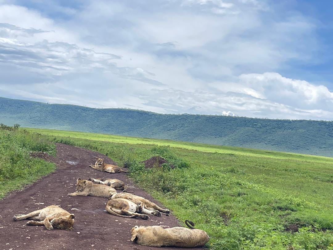 Lioness road block! Full bellies, sunshine and snooze 💤 love a siesta! Our safari guide John and guests came across more than 25 lions today in #ngorongoro from mating pair to mum and cubs and a well feed pride of #sleepinglions #safari #tanzania #africa