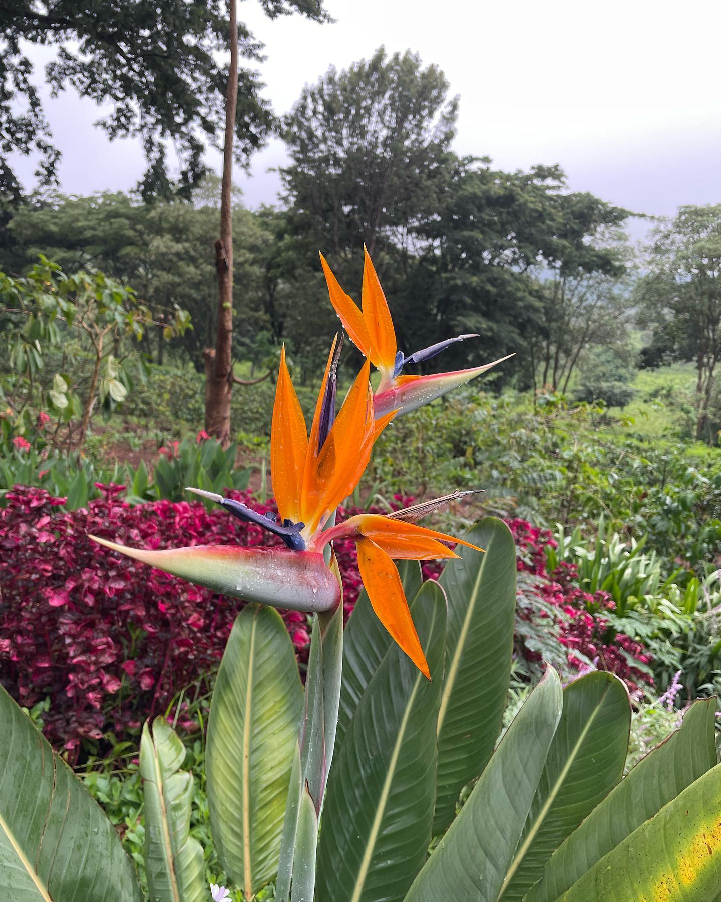 The masika or big rains have started. Our garden and farm are loving it! The temperature has dropped a little and the lunches are slightly longer….. #rainy #rainyseason #rainydays #birdofparadise #flora #flowers #garden #farm #gardener #heliconia #rains