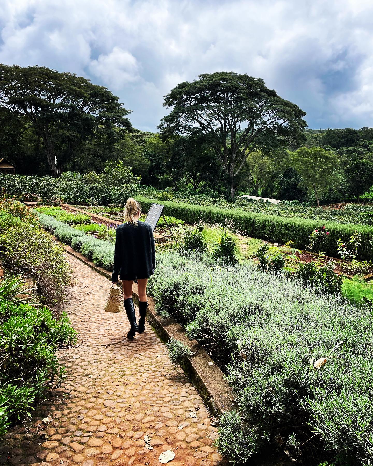 Heading to the farm to harvest fresh organic vegetables 🥗 🥦 🥕 #farmlife #organic #fresh #vegetables #freshvegetables #organicveggies #farmtofork #farmtotable #farm #sustainable #harvest