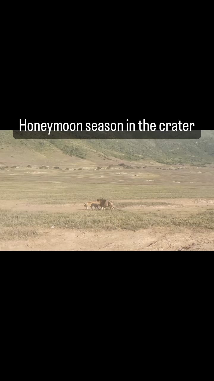 Our Safari guide John rewards his guests for their early start by experiencing this romantic site of lions honeymoon first thing in the morning @ngorongoro_crater