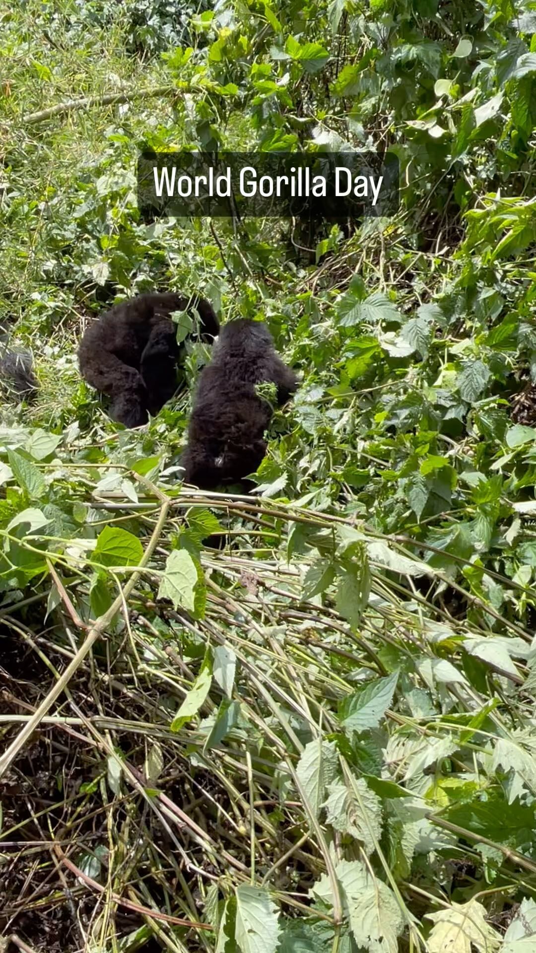 Gorillas are the most endangered apes. Only between 100,000 and 200,000 specimens. These gentle giants are found in equatorial Africa. Revenue from visitors aids in the protection and care of these amazing animals. #gorillas #worldgorilladay #conservation #protection #carewhereyoustay #care #gorilla