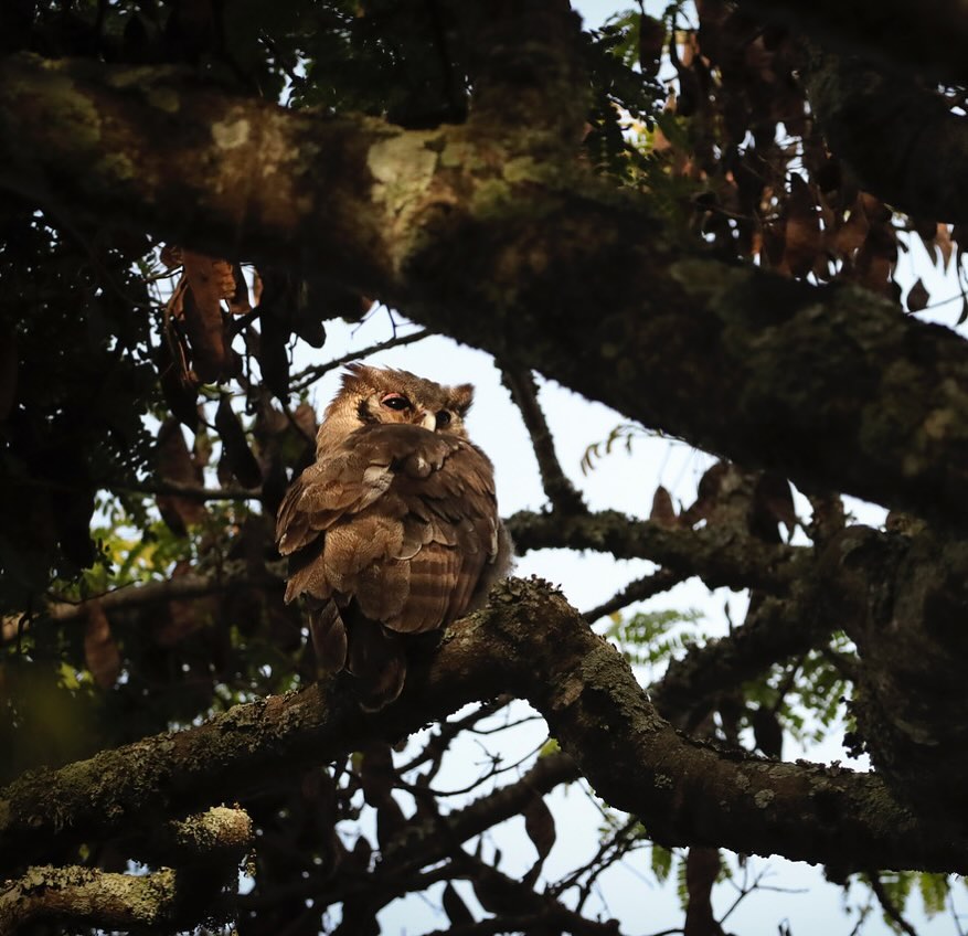 Verreaux Eagle Owl, the largest African owl and a resident of Gibb’s Farm. Photo courtesy of guests Mark and Chloe @ikuka_ruaha from their recent stay with us. Asante sana thank you for sharing!  #owl #birding #birders #twitchers #audobonsociety #eagleowl #birdsofafrica #africanbirds