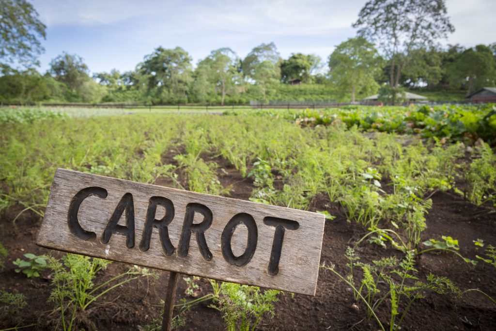 Gibb's Farm organically grown carrots