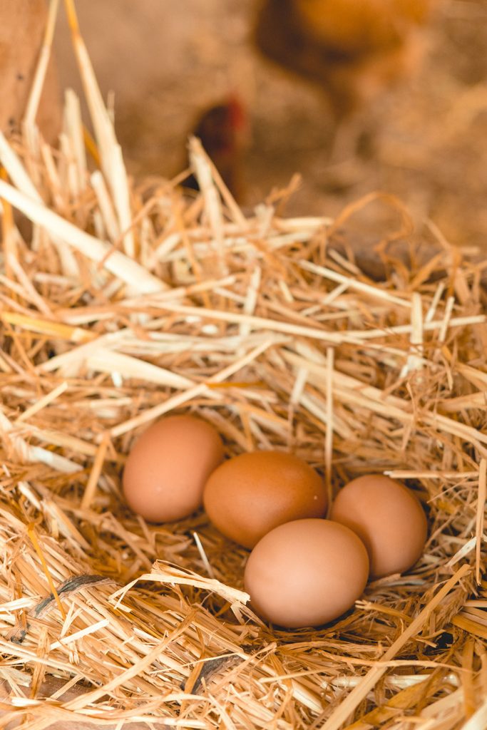 Earn your keep and your breakfast by collecting eggs