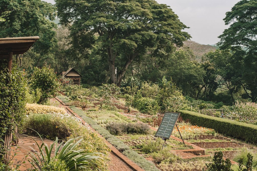 Gibb's Farm Grow your own