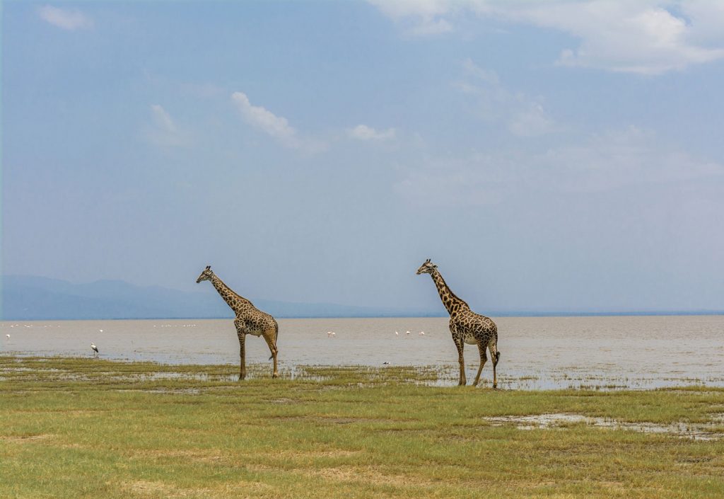 Gibb's Farm - Lake Manyara safari Tanzania