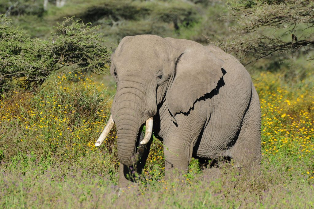 Gibbs Farm - Ngorongoro Elephants in Tanzania