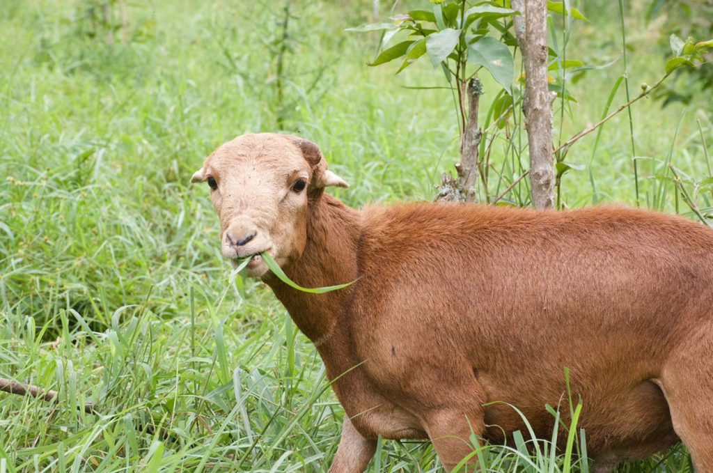 Gibb's Farm Red Maasai Sheep of Tanzania