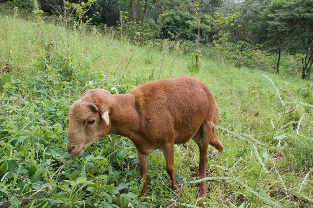 Gibb's Farm Red Maasai Sheep of Tanzania