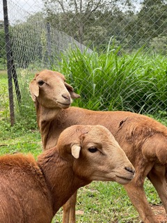 Gibb's Farm Red Maasai Sheep of Tanzania