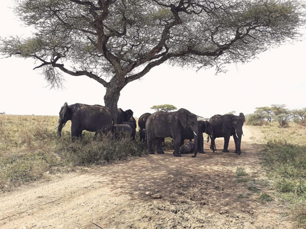 Gibb's Farm - Northern Serengeti Safari