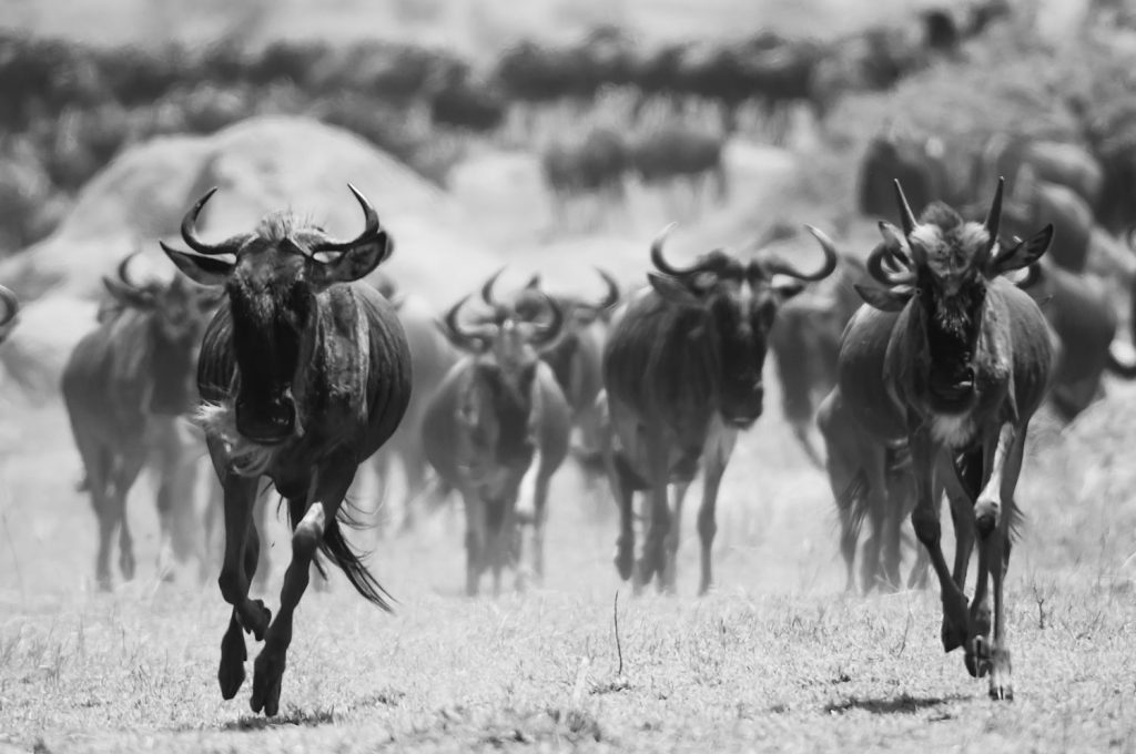 Gibb's Farm - Northern Serengeti Safari