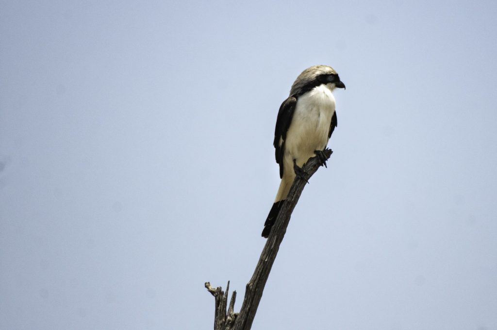 Gibb's Farm - Northern Serengeti Safari