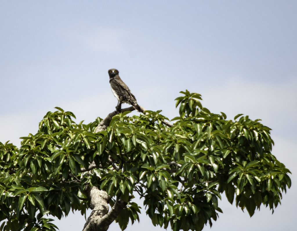 Gibb's Farm - Northern Serengeti Safari