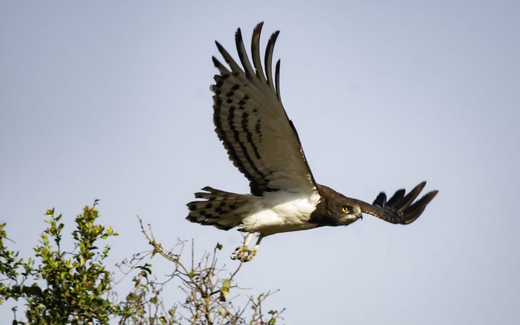 Gibb's Farm - Northern Serengeti Safari