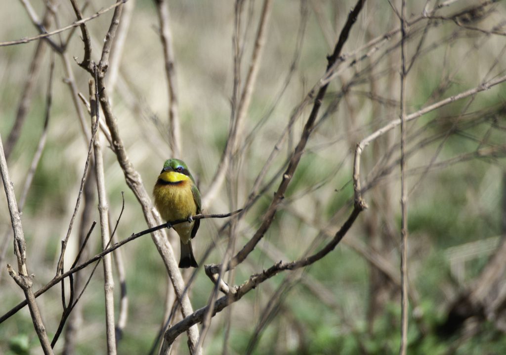 Gibb's Farm - Northern Serengeti Safari