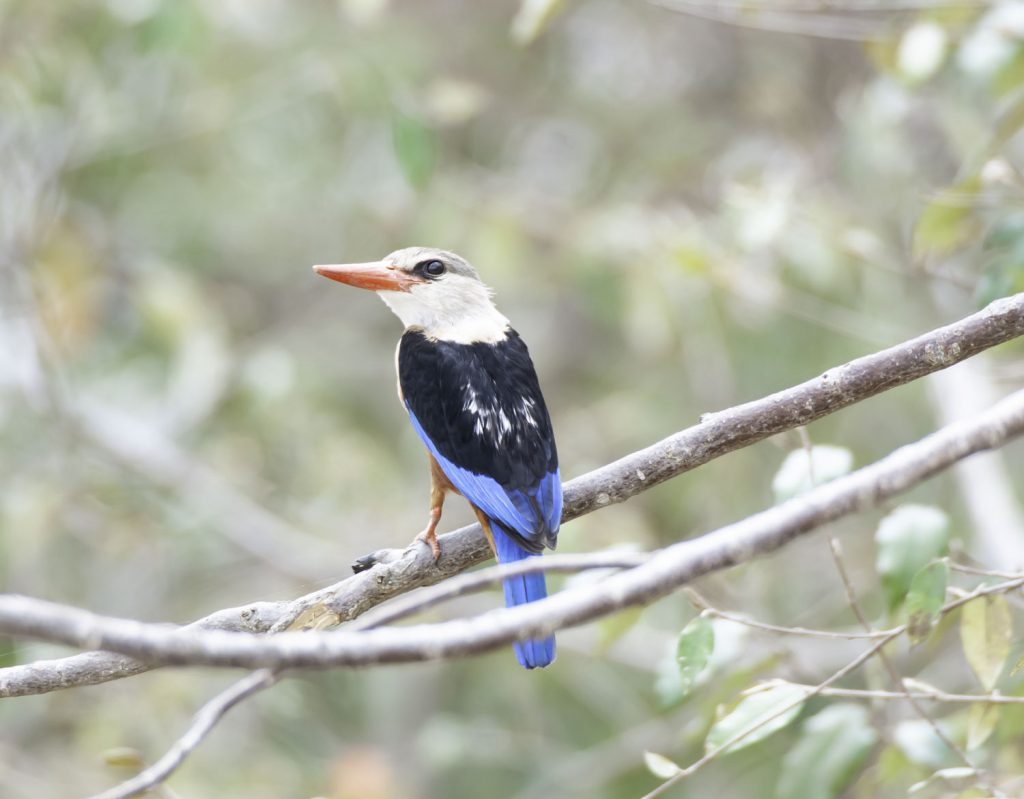 Gibb's Farm - Northern Serengeti Safari