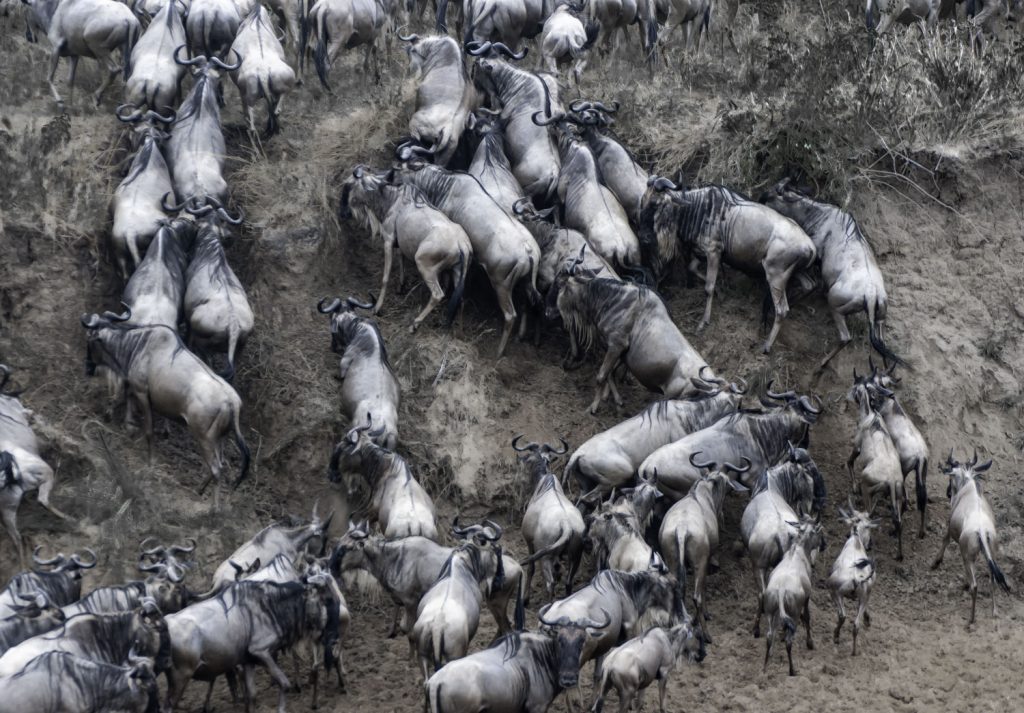 Gibb's Farm - Northern Serengeti Safari