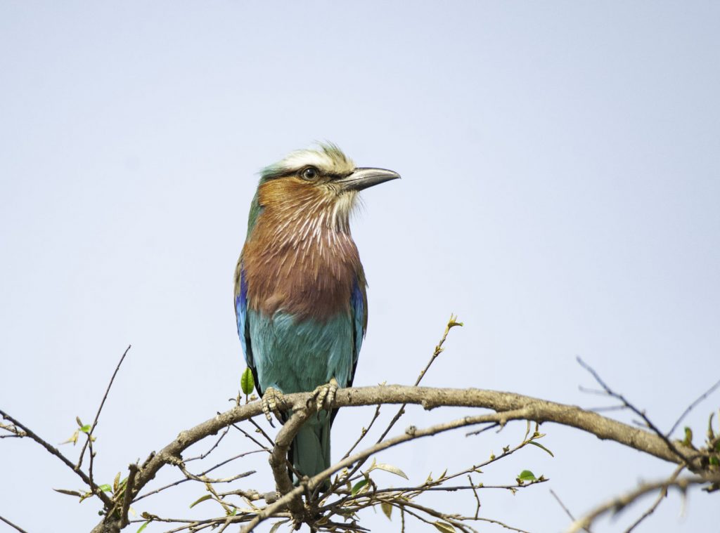 Gibb's Farm - Northern Serengeti Safari