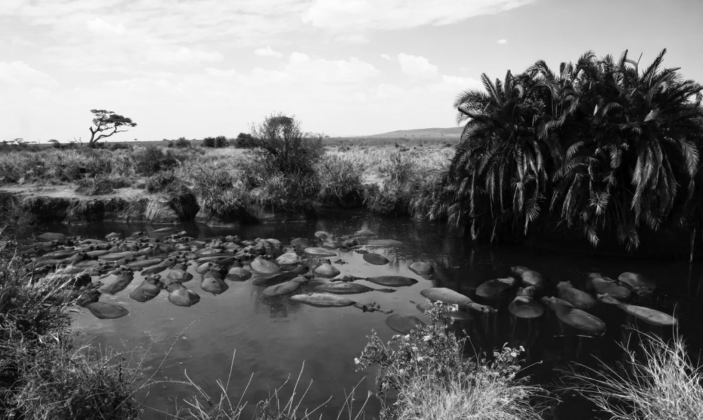 Gibb's Farm - Northern Serengeti Safari