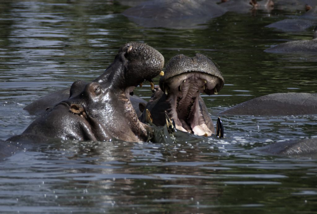 Gibb's Farm - Northern Serengeti Safari