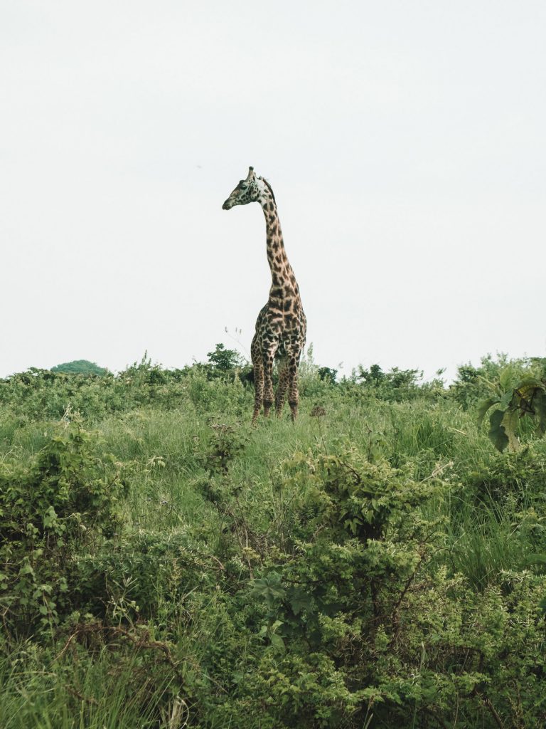 Gibb's Farm - A giraffe in Tanzania