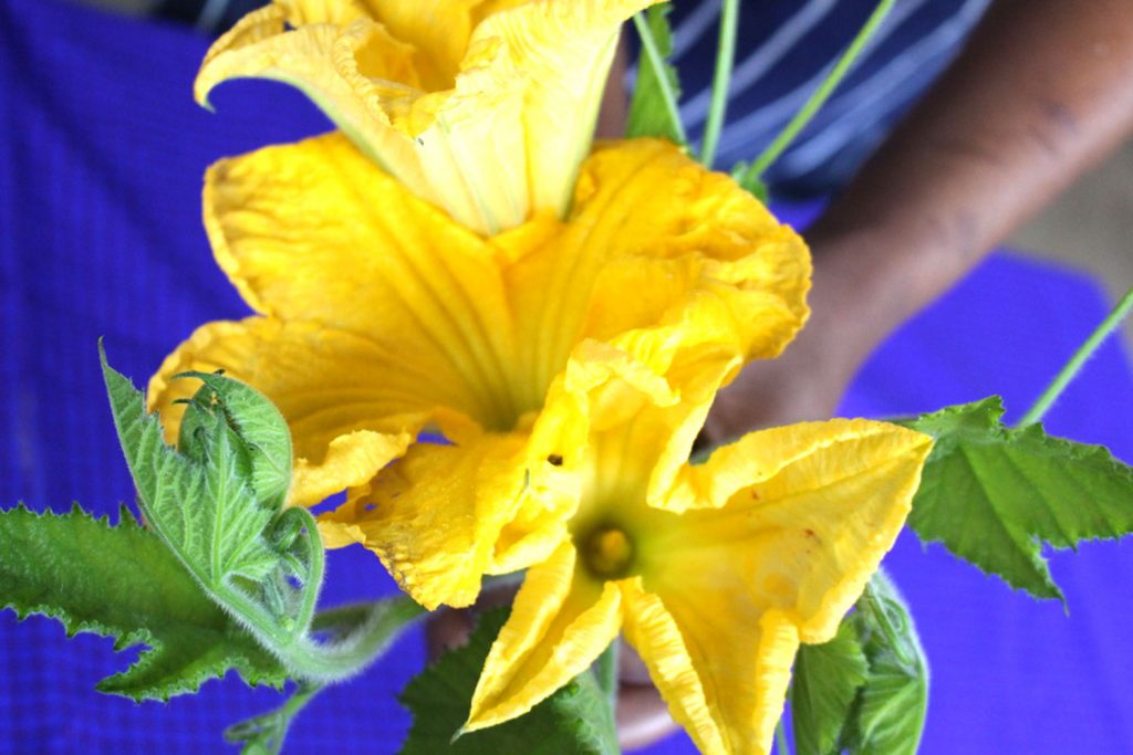 Gibb's Farm Stuffed Pumpkin Flowers