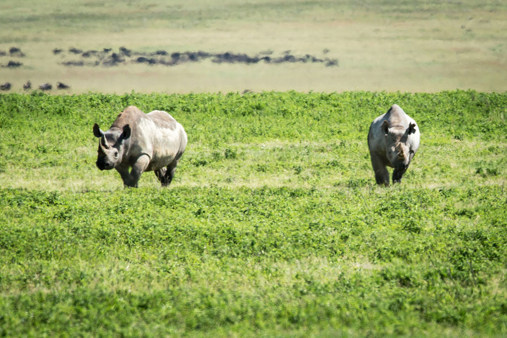 Two rhinos in the Ngorongoro Crater