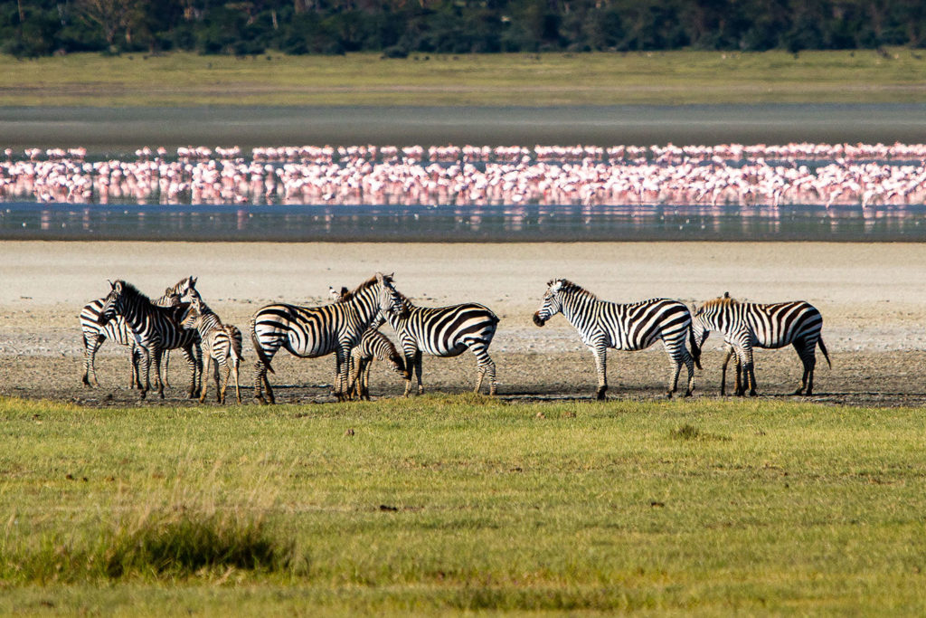 Flamingoes and zebra at Lake Manyara