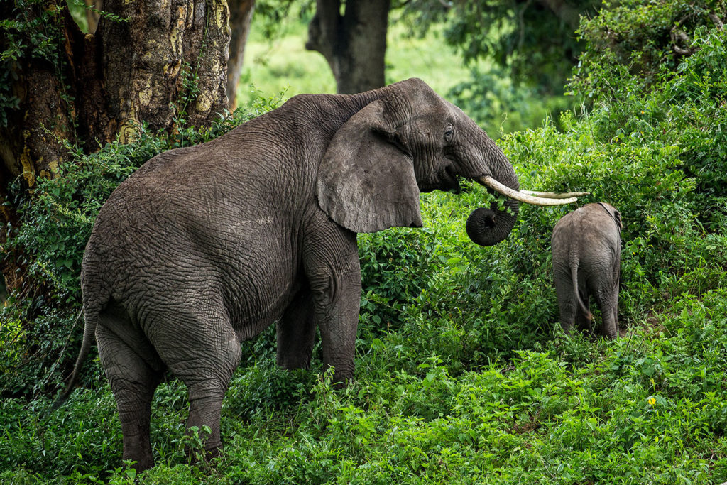 Gibb's Farm - Book a safari in Tanzania