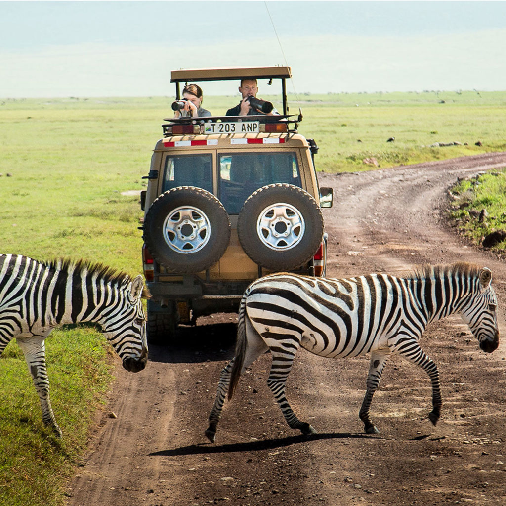 Gibb's Farm - Watching zebra on safari in the Ngorongoro Crater