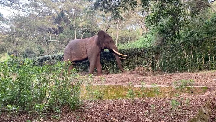 Gatecrasher! This regal bull came for a visit on NYE! This video was captured by one of our guests while he was doing some early morning bird watching #elephants #elephantlover #wildafrica #safari #tanzania #ngorongoro