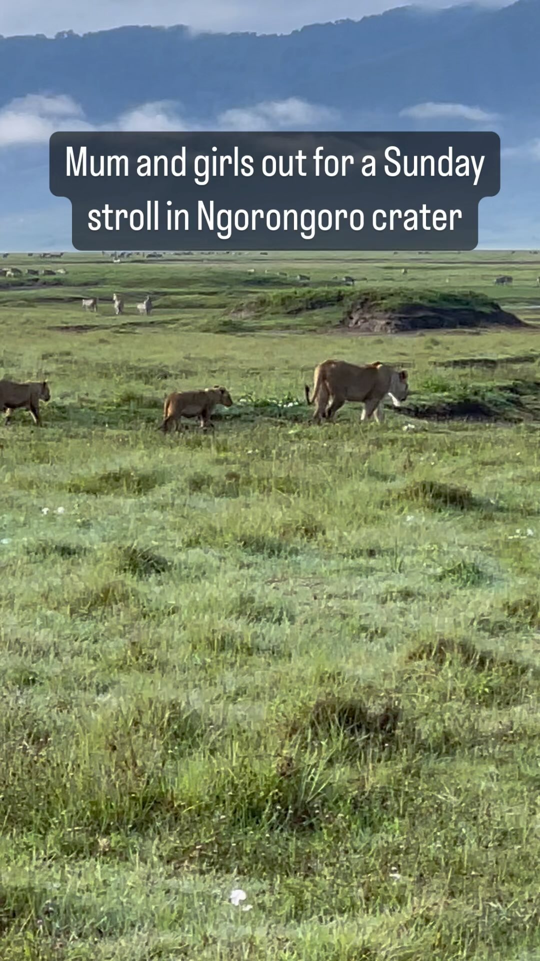 #lion Mum and #cubs out for a stroll on a sunny Sunday morning in #ngorongorocrater #wildlife #safari #africa #tanzania