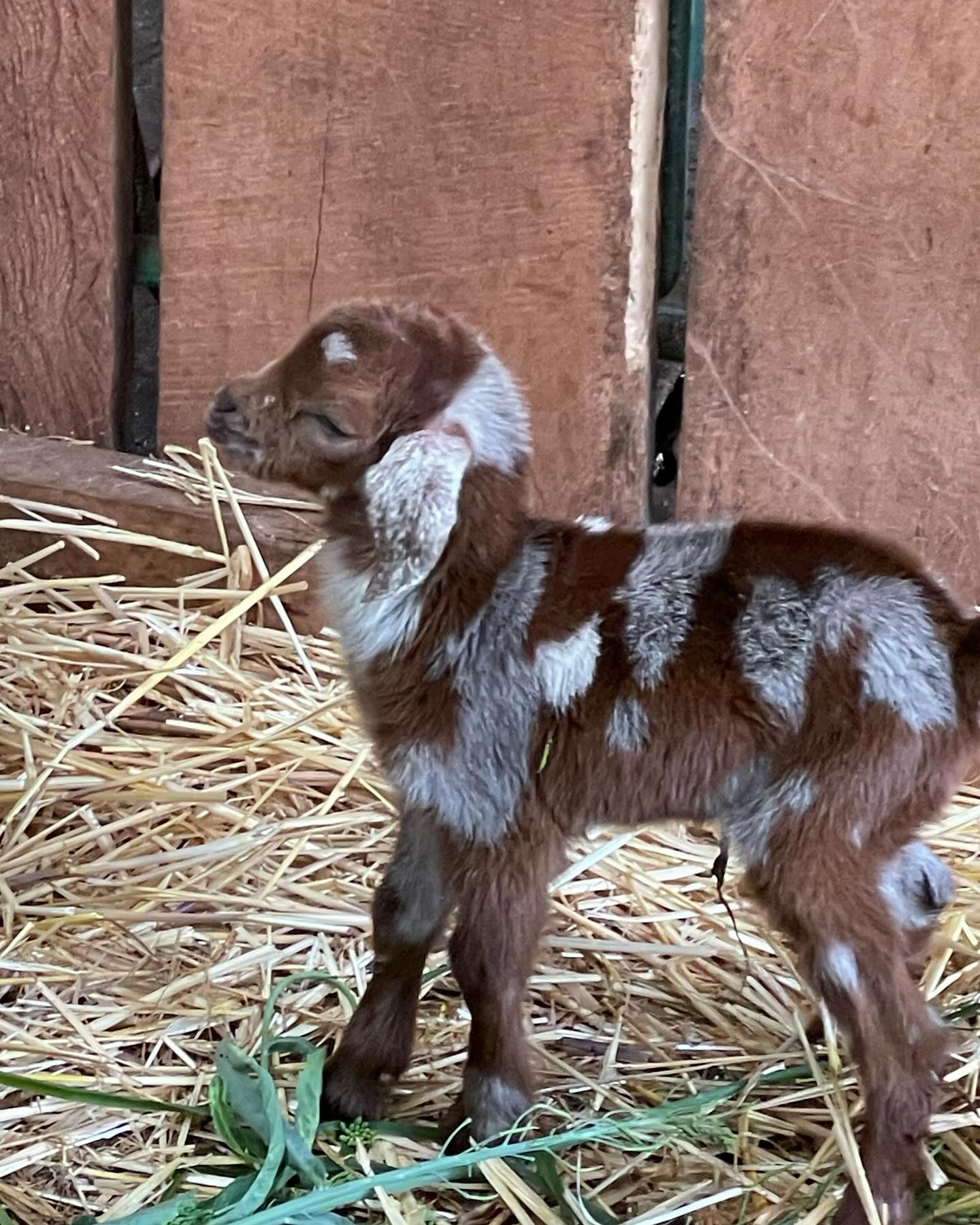 Another new baby! Picasso the painted goat! Isn’t he beautiful 🤩 #goat #babygoat #babyanimals #kid #baby