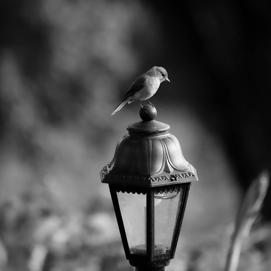 Monochrome allows us to focus on form, shape, texture and contrast.  Grey flycatcher on a lantern a perfect study thanks to @brenden_simonson for such a magnificent image. #blackandwhitephotography #blackandwhite #monochrome #photography #photographer #bird #birdphotography