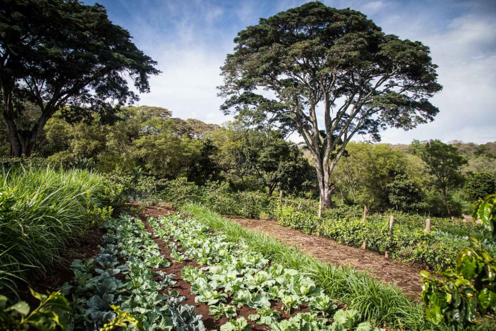 Gibb's Farm - Best accommodation in Tanzania