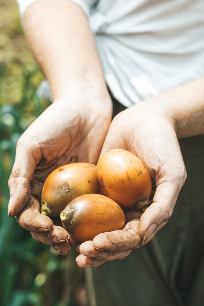 Earn your keep by harvesting fresh fruits and vegetables