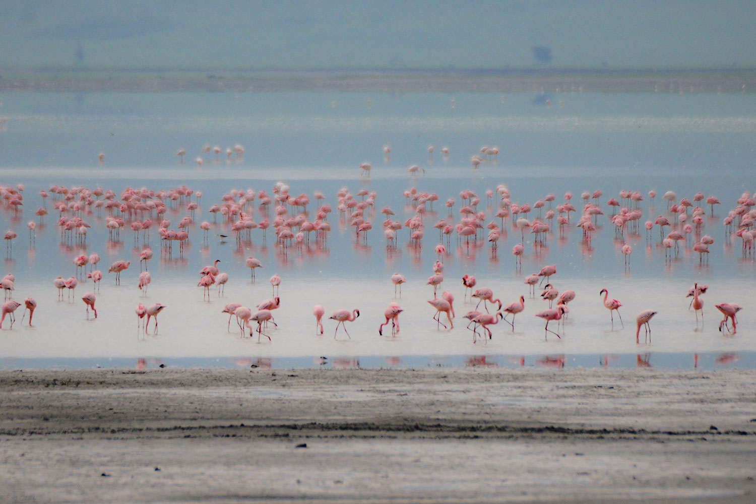 Tanzania is truly a bird watcher’s paradise; over 1000 bird species have been recorded from water birds, forest birds, savannah birds to seabirds.