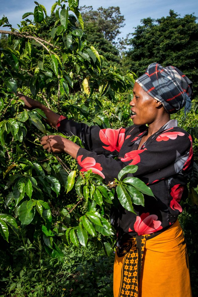 Gibb's Farm - International Women's Month