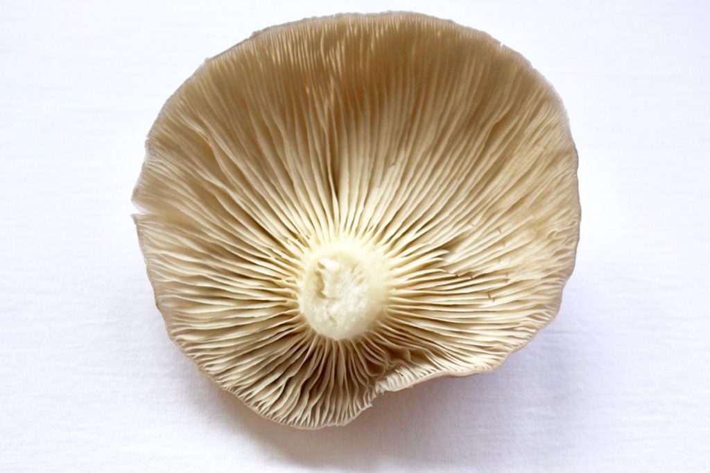 Gibb's Farm Mushroom Cappuccino Soup