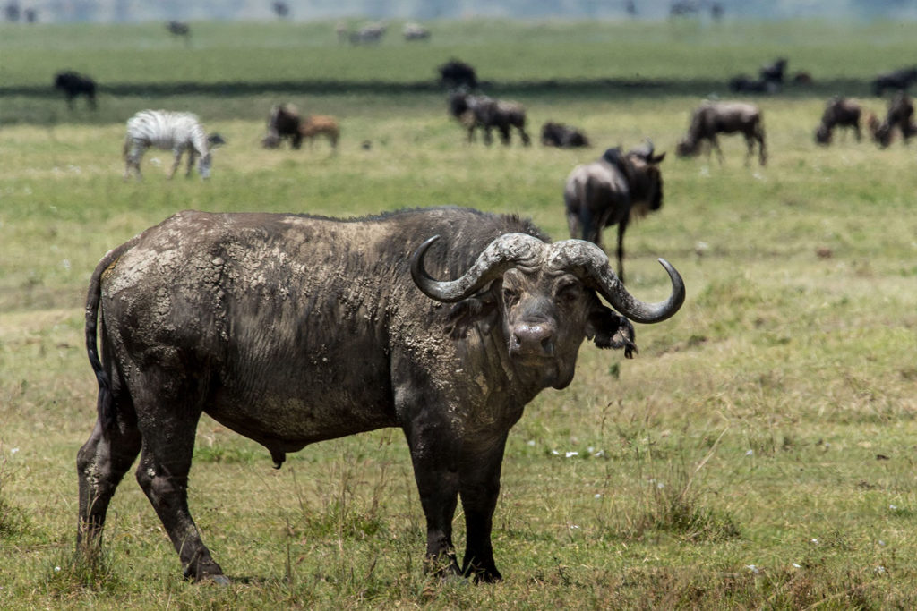 Gibb's Farm Ngorongoro Crater Safari