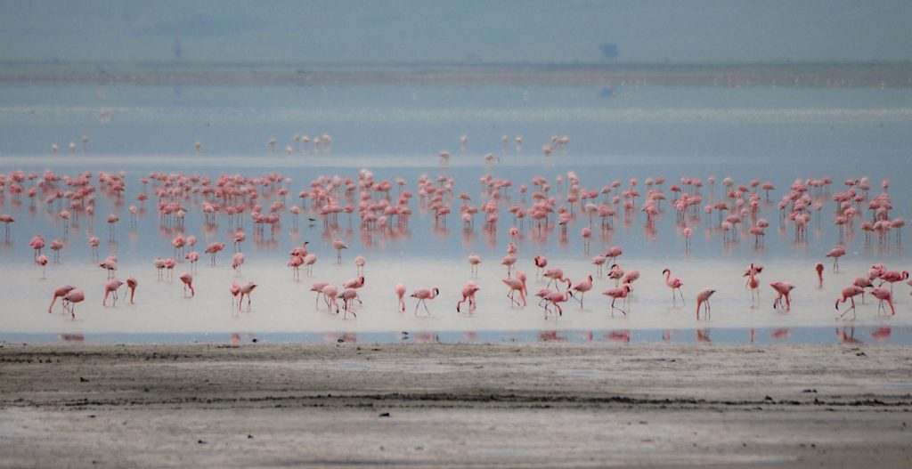 Gibb's Farm - Flamingoes at the Ngorongoro Crater