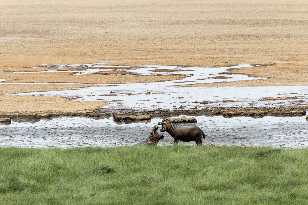 Gibb's Farm Ngorongoro Crater Safari