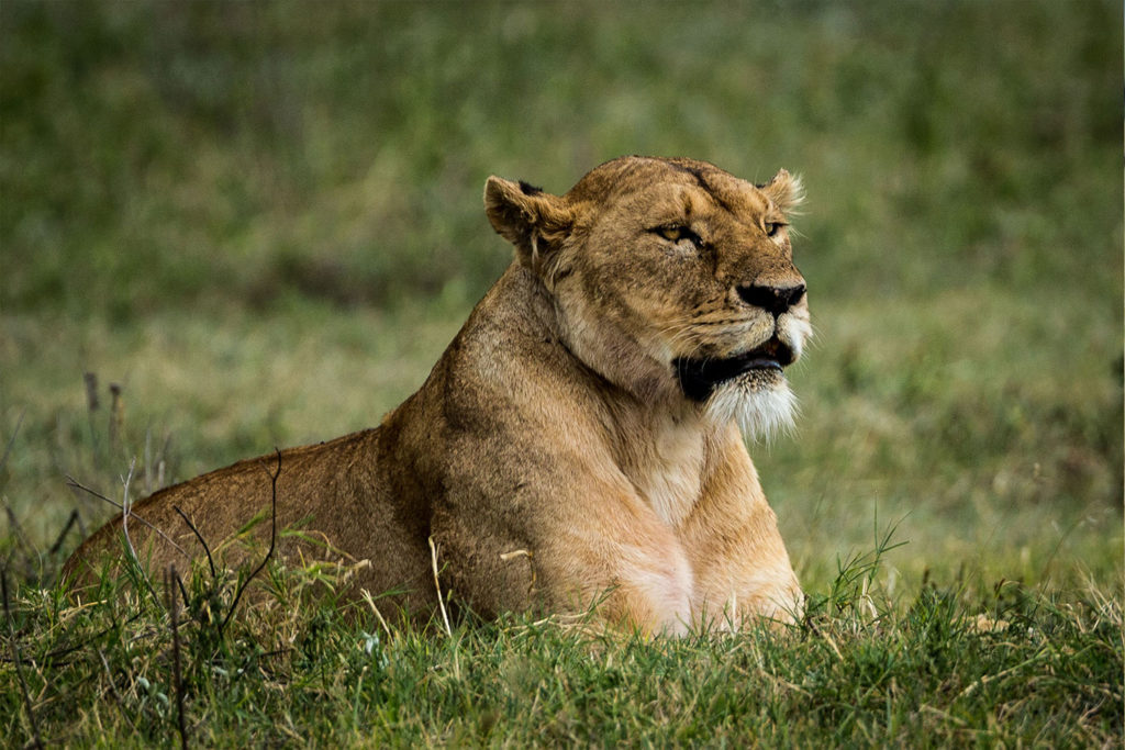 Gibb's Farm Ngorongoro Crater Safari