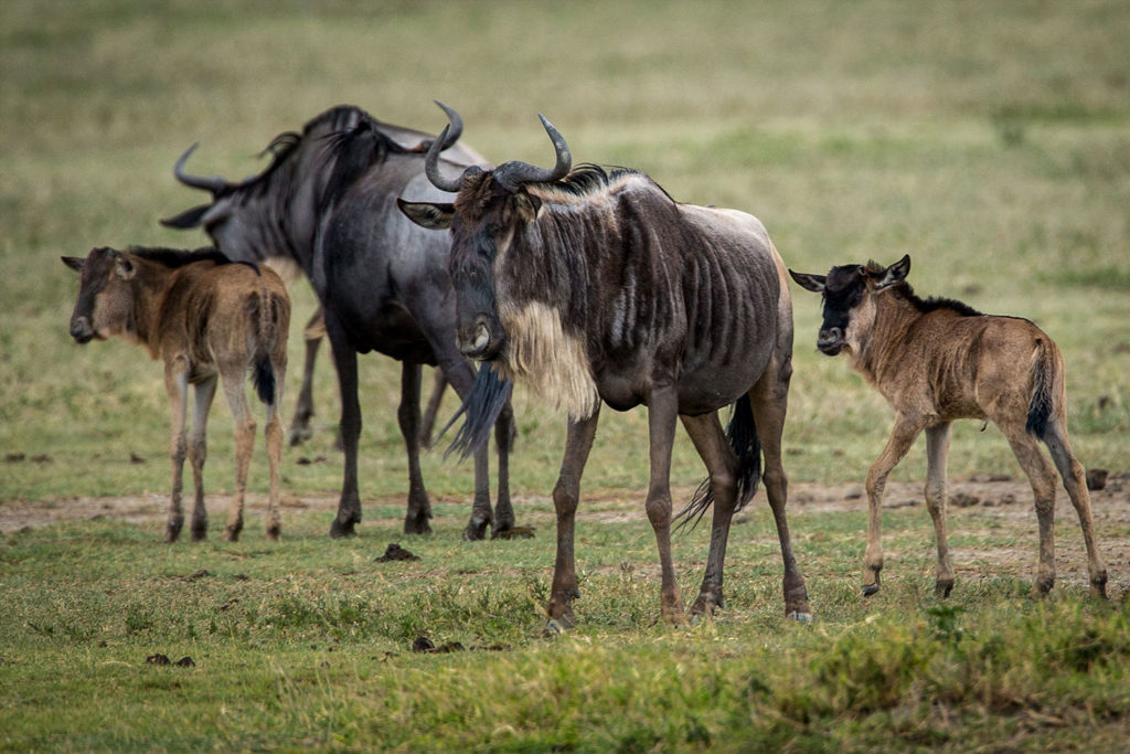 Gibb's Farm Ngorongoro Crater Safari